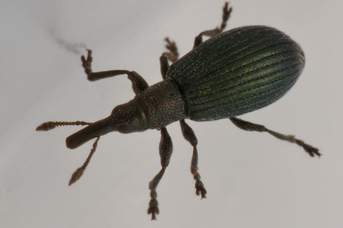 Apionidae: Perapion sp? Perapion cfr. violaceum